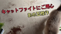 【約束劇】あめ玉様作『キャットファイトにご用心』-ピカピカ直播